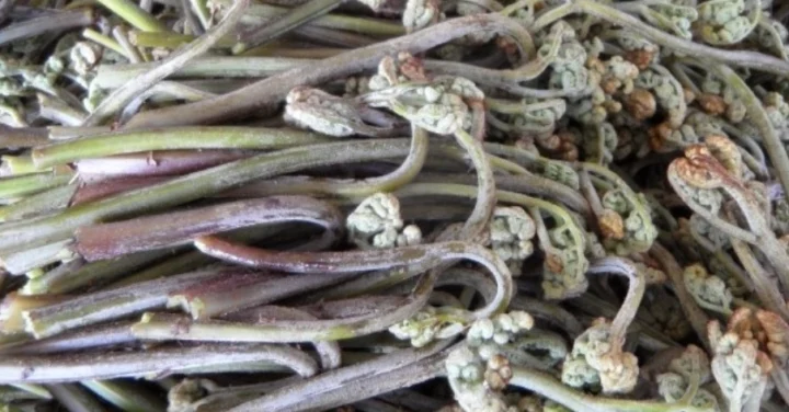 MBC 생방송 오늘저녁 수상한 가족 택배가능 현미과자 선물세트 대삼정농업회사법인 쇼핑몰 알아보기 3 gosari