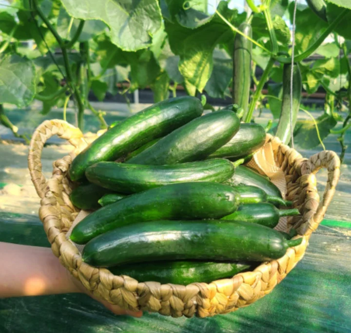 농부의꿈 제2농장